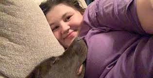 Free lab pit mix puppy in Bradford County