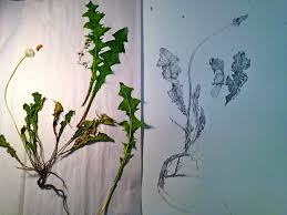 Wild Weed Paper by Wild Stories