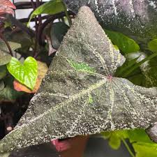 Image result for Ipomoea welwitschii