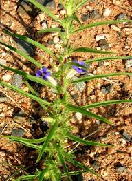 Image result for Aptosimum lineare