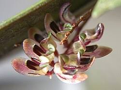 Image result for Microcharis spathulata