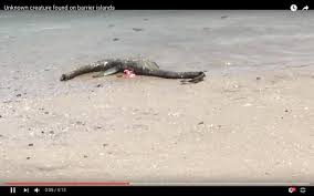 Loch ness, home to nessie the monster, has a depth of 230 metres (775 feet). Loch Ness Monster Like Creature Washes Up On Georgia Shore Wkyc Com