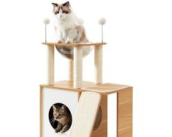 kitten climbing a cat treeの画像