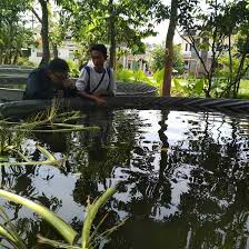 Cara Cespleng Menghilangkan Bau Pada Kolam Ikan Halaman All Kompasiana Com
