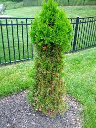 Water the soil surrounding your arborvitae before inserting the spikes. Will Arborvitae Regrow To Their Usual Shape After Being Partially Eaten By Deer Gardening Landscaping Stack Exchange