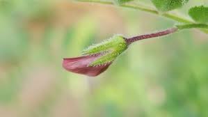 Image result for Cicer arietinum