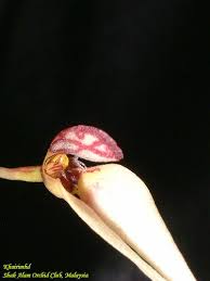 Image result for Streptopetalum