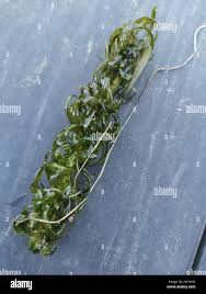 Image result for Lagarosiphon muscoides