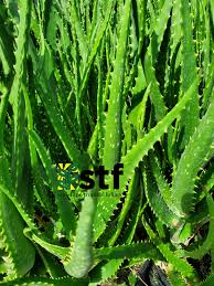 Image result for Euphorbia dawei