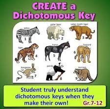 Dichotomous Key Create A Dichotomous Key Activity Editable Dichotomous Key Activities Marking Scheme