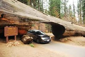 Right, general sherman is the biggest tree in the world. Largest Tree In The World General Sherman The Travel Tart Blog