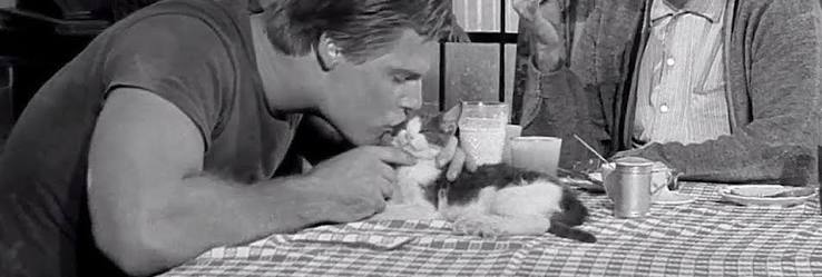 Faster, Pussycat. Kill! Kill! (1965) - Cinema Cats