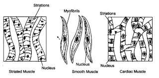 Draw A Well Labeled Diagram Of Muscle Fibres Brainly In