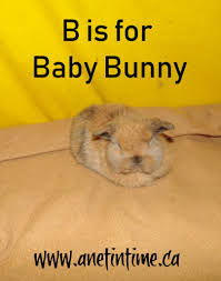 How often to give your newborn a bath. B Is For Baby Bunnies A Net In Time