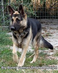 See more ideas about german shepherd puppies, german shepherd puppies training, puppies. Big Boned German Shepherd Weight Http Www Germanshepherdfacts Us Large German Shepherd German Shepherd Weight German Shepherd