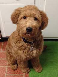 Mixed breeds can vary, but. 6 Month Old Goldendoodle Goldendoodle Goldendoodle Haircuts Beautiful Dogs