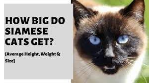 How Big Do Siamese Cats Get Average Height Weight Size