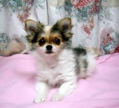 We did not find results for: Tips For Dogs Cute Chihuahua Chihuahua Love Chihuahua Puppies For Sale