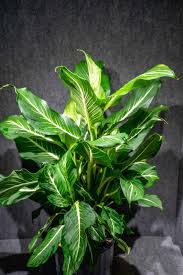 Image result for beautiful dieffenbachia