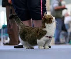 Cats are low maintenance animals. Munchkin The Most Kitten Like Cat