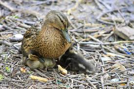 The pebbles protect against the duckling getting into the water where it could get waterlogged, or even drown. Caring For Abandoned Ducklings