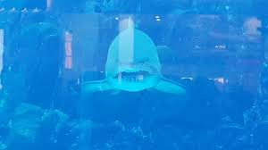 Dubai Aquarium Dubaimall 2020 Dubai Aquarium Big Sharks Underwater In 2020 Dubai Aquarium Big Shark Underwater