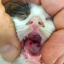 Find out whether cats can get colds and if any treatment is needed to reduce your cat´s symptoms. 6 Causes Of Lip Sores Mouth Ulcers In Cats Walkerville Vet