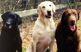 The Genetics Of Color In Labradors