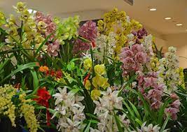 Cymbidium In Fl Orchids Forum Gardenweb Beautiful Orchids Orchids Flower Garden Design