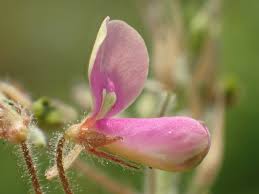 Image result for Desmodium tortuosum