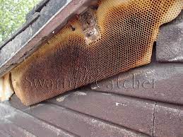 And if you don't want the honey, use shears on the bee nest in this state to get a bunch of honeycombs. Honey Bee Nest Removal Serving The Whole Of England Wales