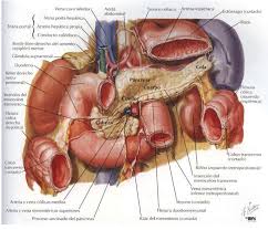 Conducto Pancreatico Principal Buscar Con Google Ciencias De La Salud Cuerpo Humano Cuerpo