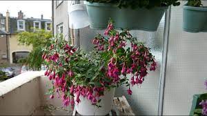New leaf, according to favorite color and style. Planting Up New Elho Flower Light Pot With Trailing Fuschia Youtube