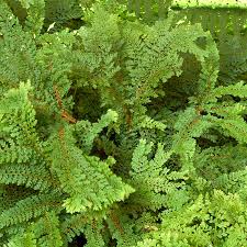 Image result for Polystichum sinense