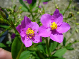 Image result for Talinum portulacifolium