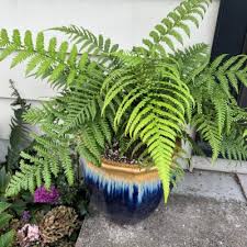 Image result for Pteris buchananii