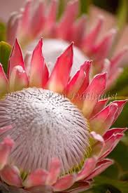 Pin On Maui