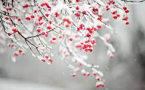 See more ideas about flowering trees, plants, trees to plant. Best 37 Flowers That Bloom In Winter Wallpaper On Hipwallpaper Apple Bloom Wallpaper Hewlett Packard Bloom Wallpaper And Orlando Bloom Pirates Of The Caribbean Wallpaper