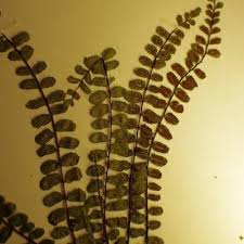 Image result for Asplenium reekmansii