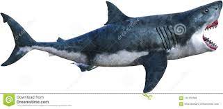 machoire requin stock illustrations vecteurs clipart 33 659 coloriage nettoyer le chat