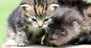 Can You Handle A Baby Otter Playing With Kittens Baby Otters Kittens Baby Animals