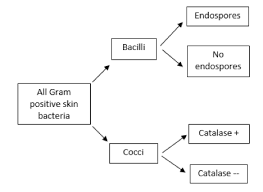 The Human Skin Microbiome Project Microbiology A