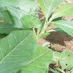 Image result for Struchium