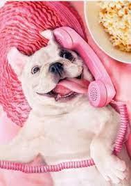 French Bulldog Perros Enamorados Animal Domestico Humor Divertido Sobre Animales