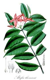 Image result for Ancylobothrys scandens