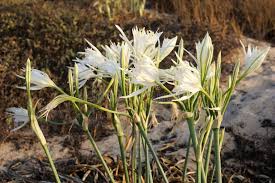 Image result for Pancratium tenuifolium