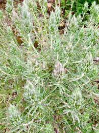 الزعتر الفارسي او زعتر السبل في جبال رام الله plants herbs