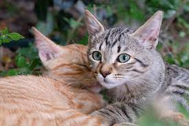 How Long Do Cats Live