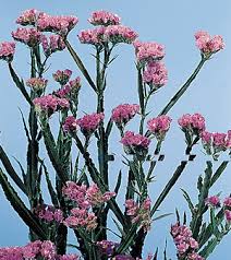 Image result for Limonium sinuatum