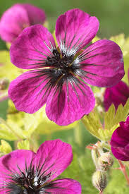 Image result for Geranium `Sandrine`